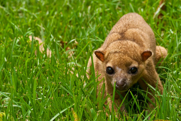 ����� ����� �������