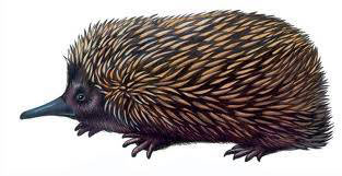 ������� ��������