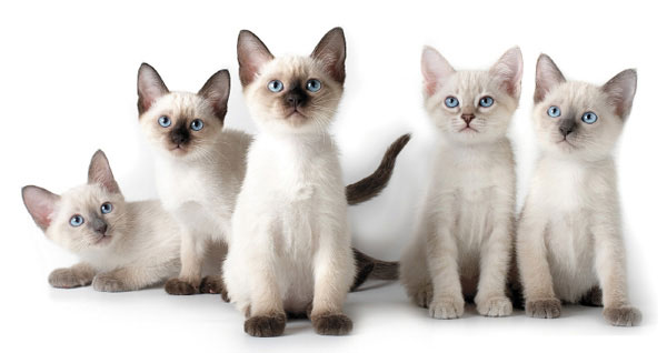 ������ �����