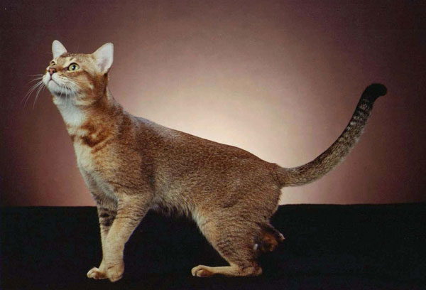 ���������� ������ �����