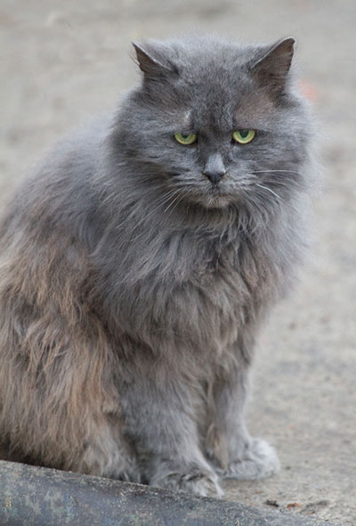 �������� ����� ����