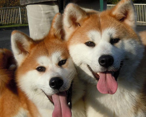 ���� �� ������-���