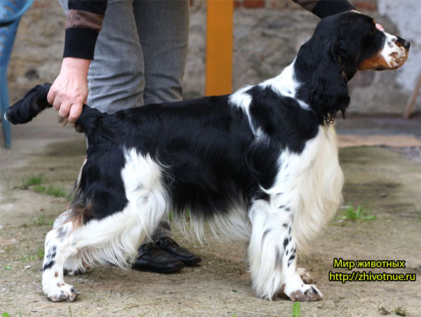 ���������� ��������-��������