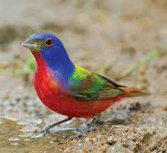 ����� ����