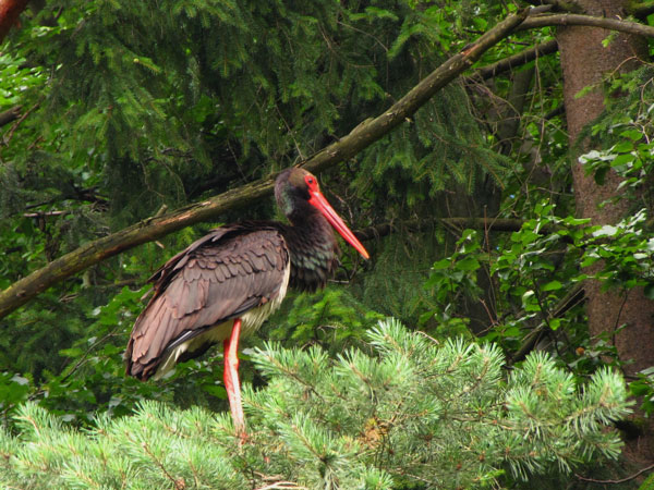 ������ ����