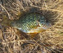 ������������� ����