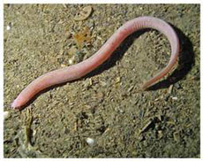 ������������ ����