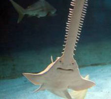 ���� ����