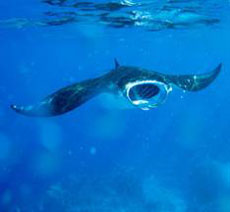 ������� ����