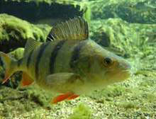 �������� ���