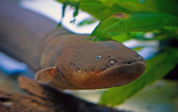 ������������� ����� ����