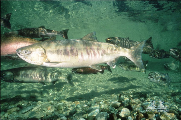 ���� ���� ������