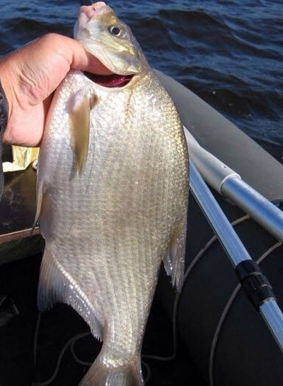 ��� ����