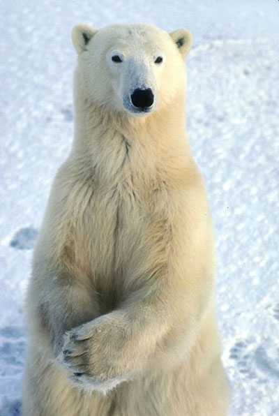 ����� ������� ����