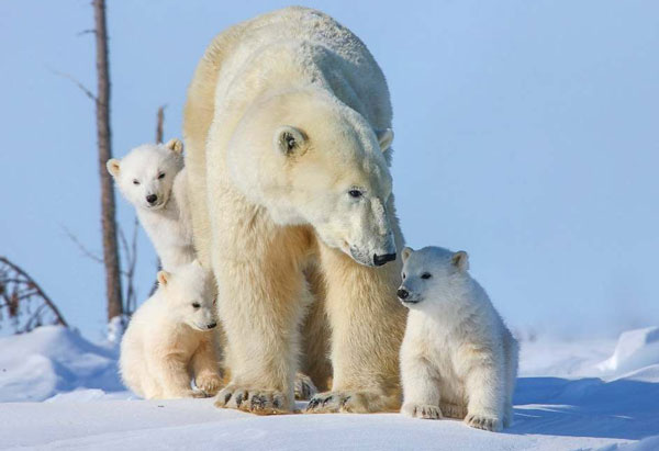 ����������� ����������� ����� ��������