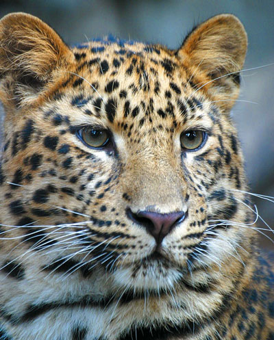 ��������������� ������� ����