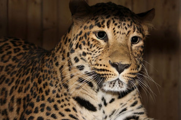 ��������������� ������� ������� �����