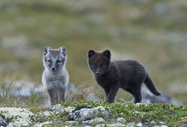 ������� ����� ������� �����