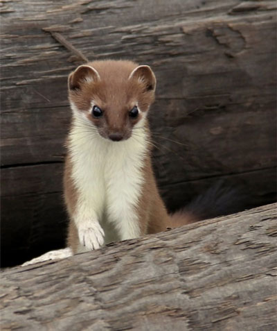 ���� ����������