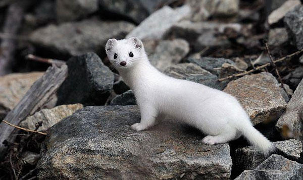 ��������� �����