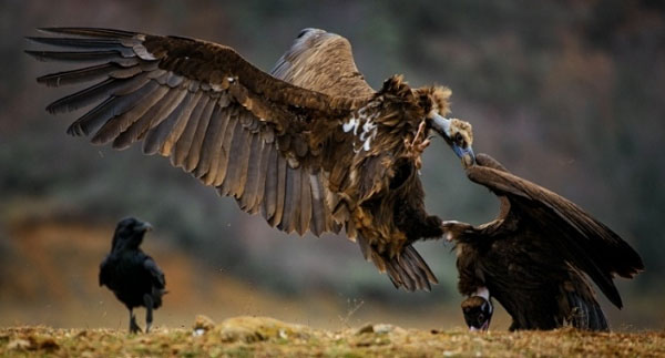 ������ ���� ������� �����