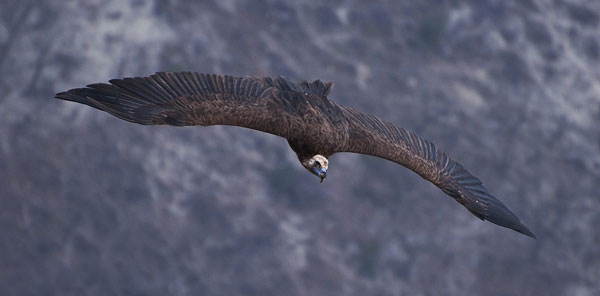 ������ ���� �����