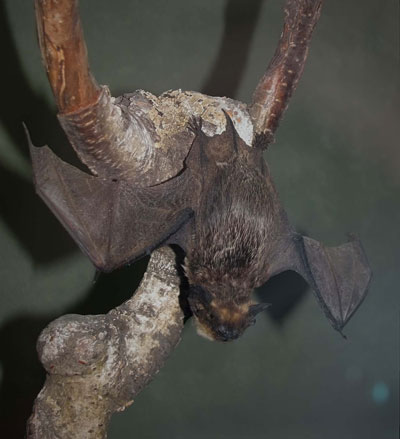 ����������� ����� ����