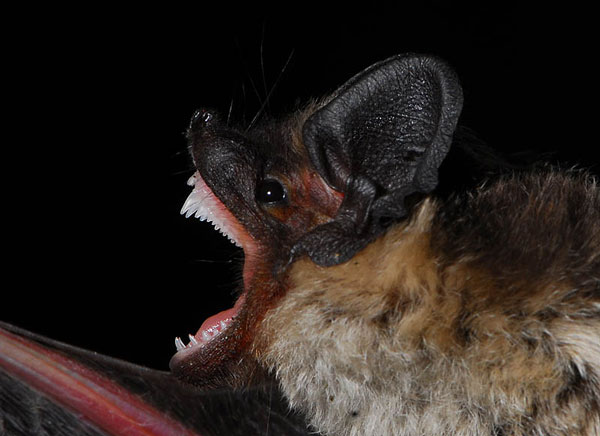 ����������� ��������� ������������ ������