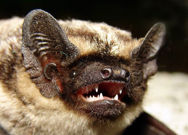 ����������� ������������ ������