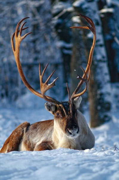 ���� ��������� �����