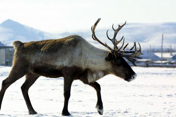 �������� ����� �������