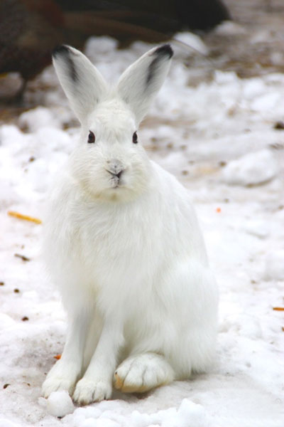 ���� ����� ����