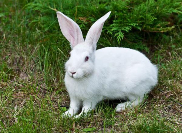 ���� ����� ����� ��������